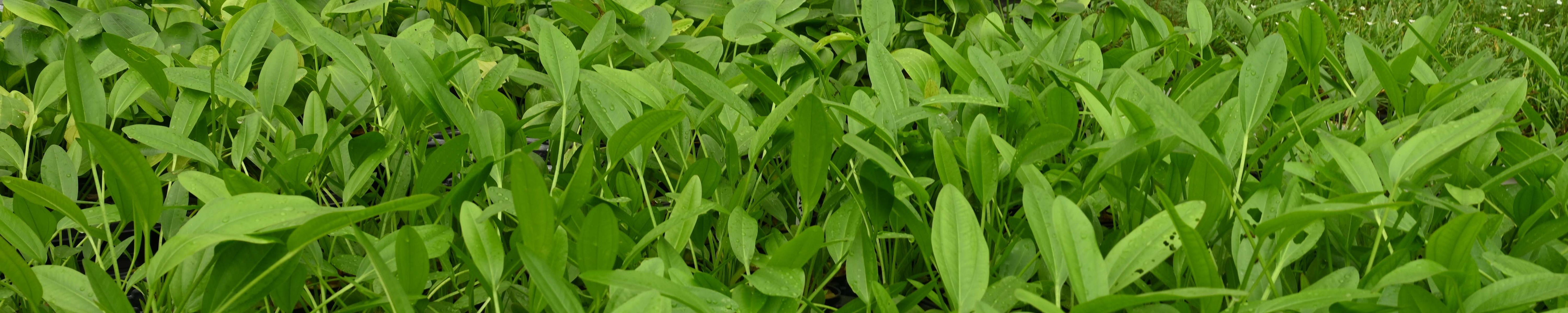 Echinodorus