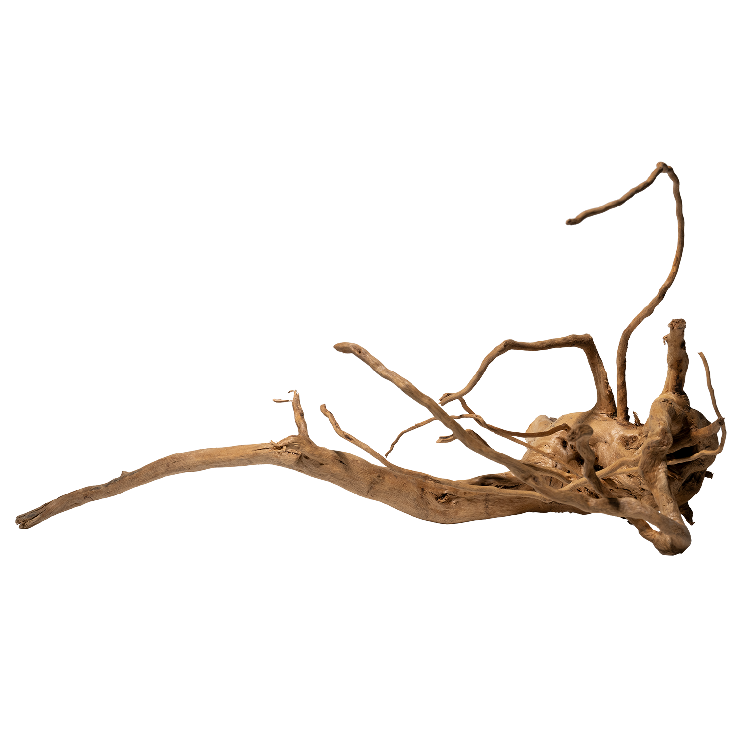 Spiderwood