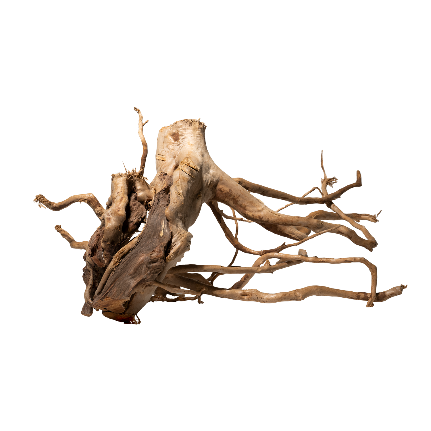 Spiderwood