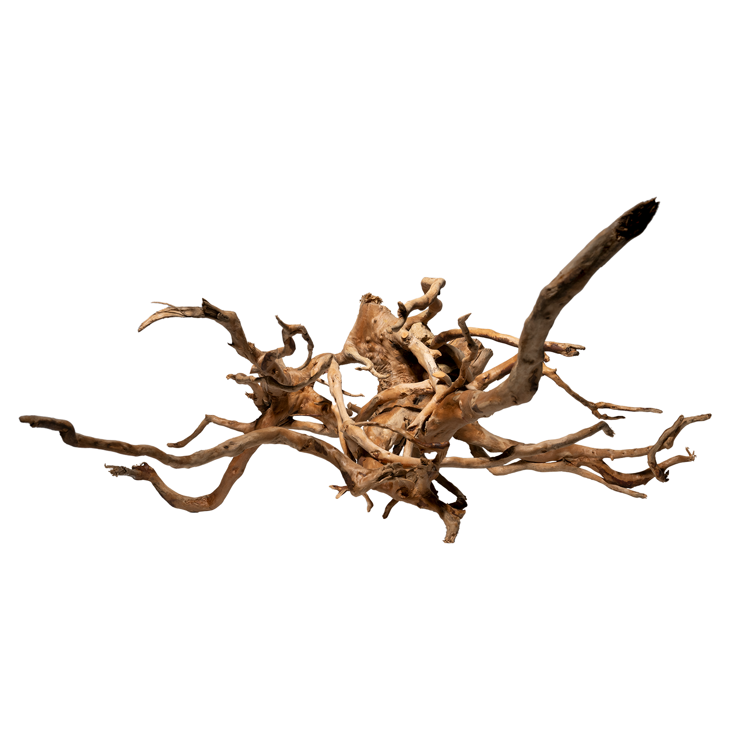 Spiderwood