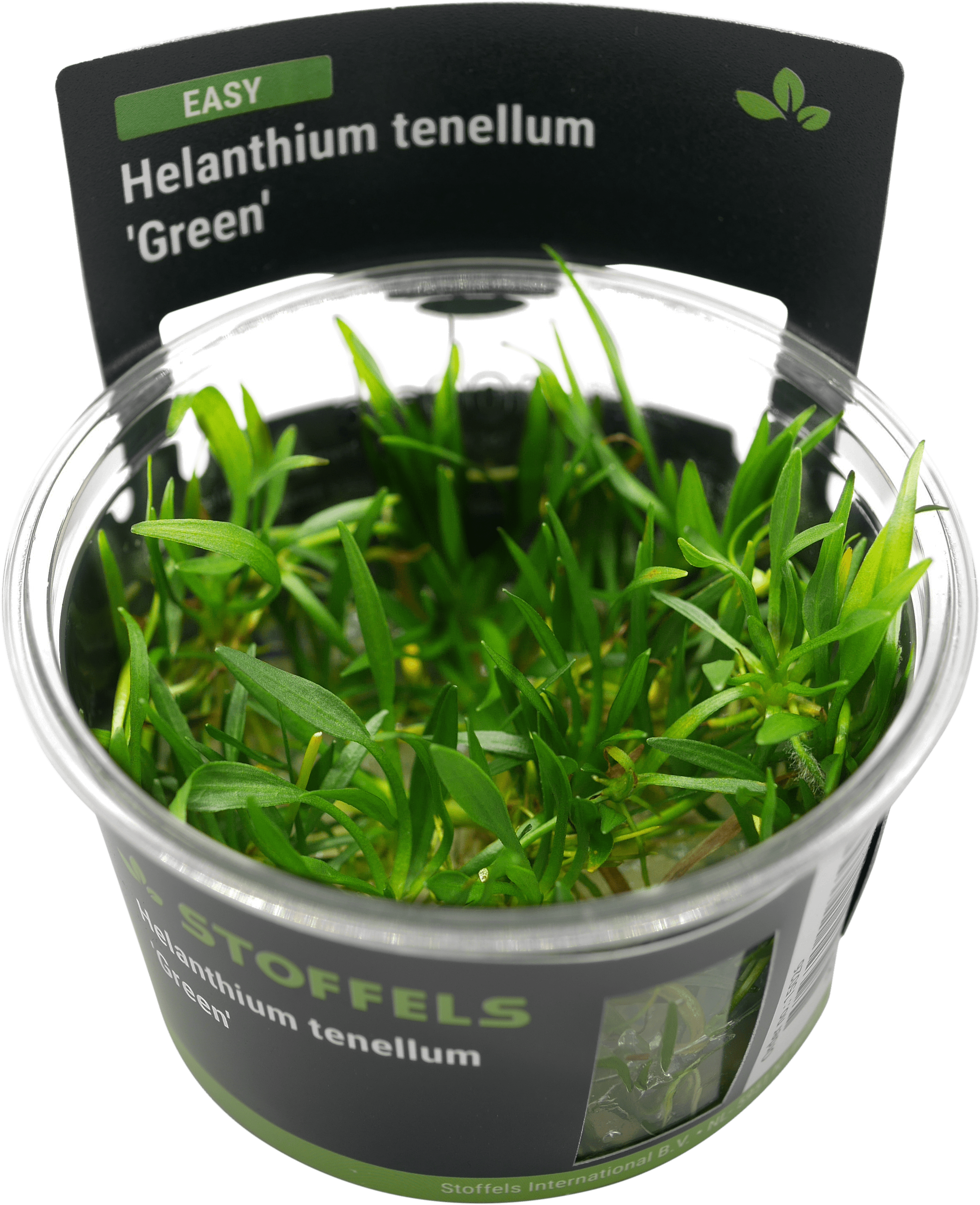 Helanthium tenellum 'Green' in-vitro