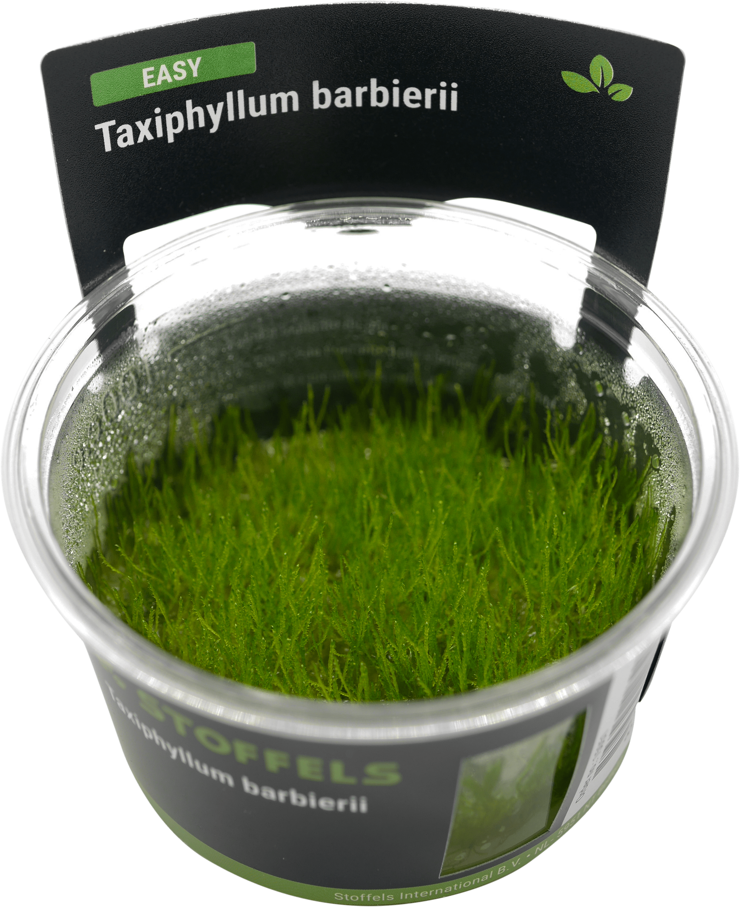 Taxiphyllum barbieri in-vitro