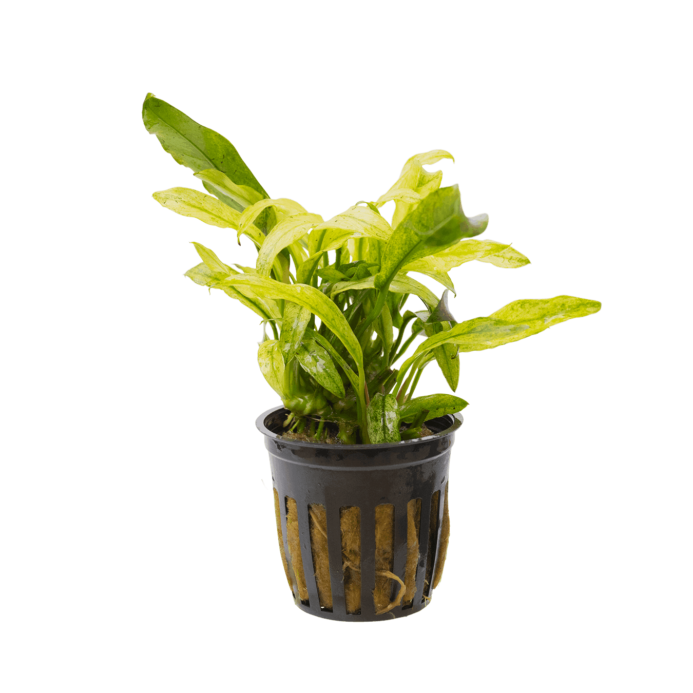 Anubias barteri var. glabra 'Variegata'