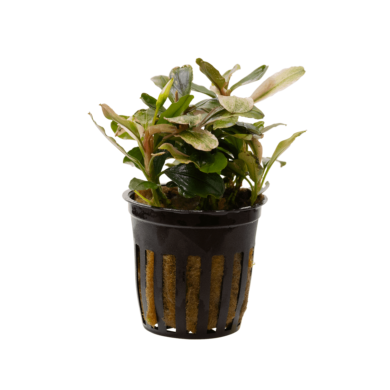Bucephalandra Malawi Pink