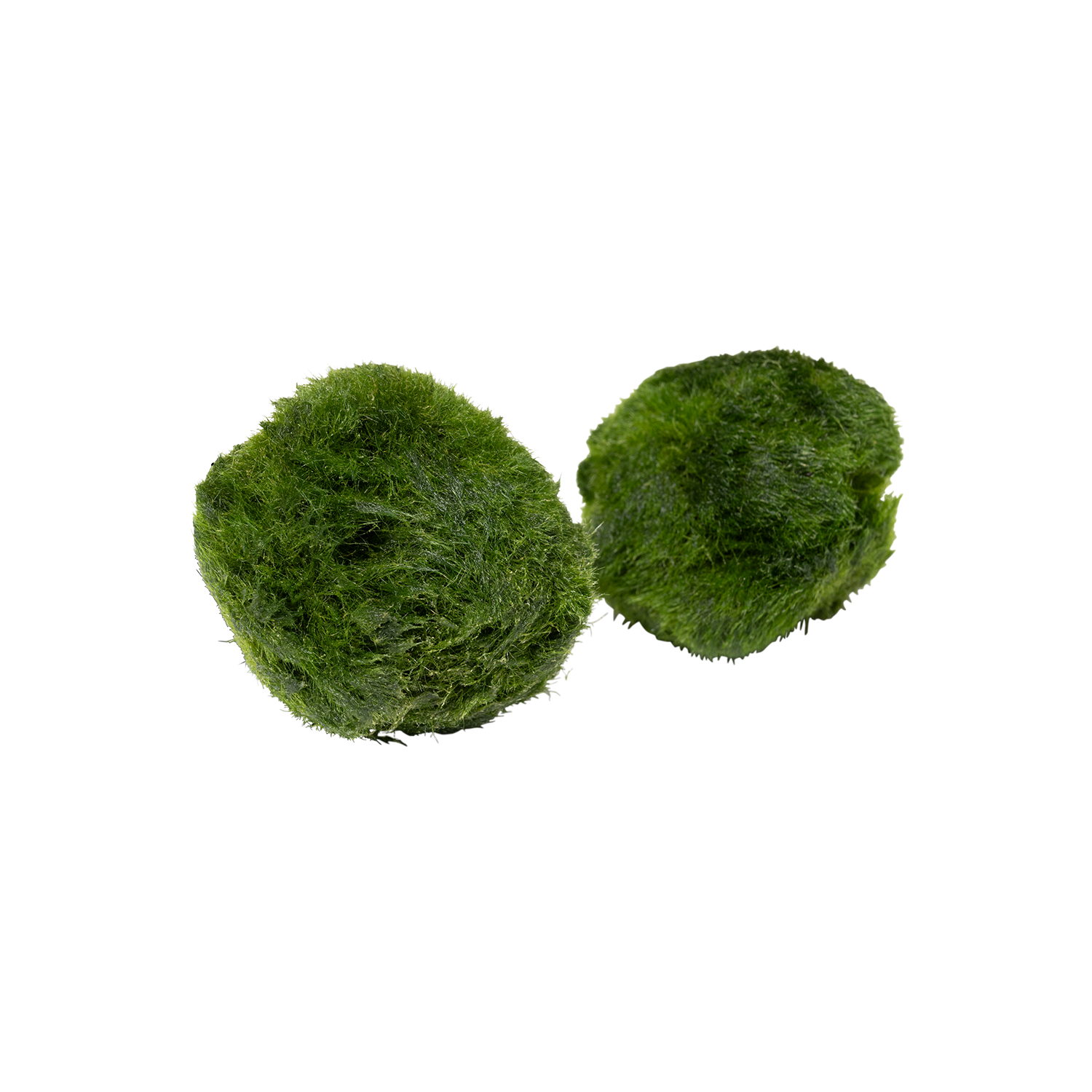 Aegagrophila linnaei Moosball (Chladophora)