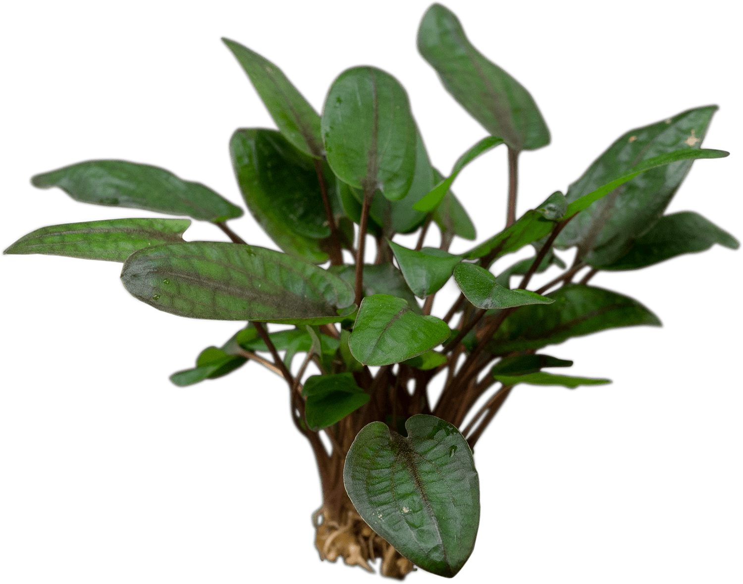 Cryptocoryne wendtii 'Tropica'