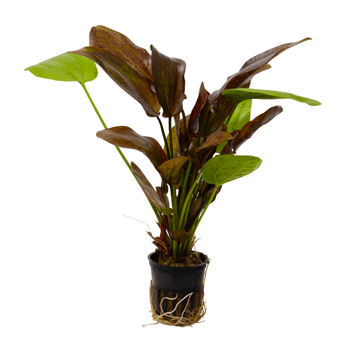 Echinodorus Spotted Harbich
