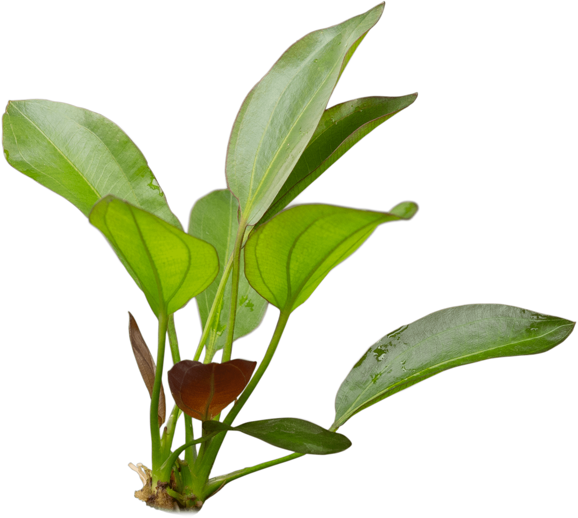 Echinodorus 'Osiris' (Rubra)