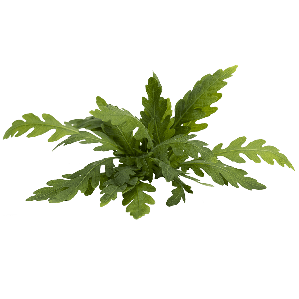 Hygrophila pinnatifida