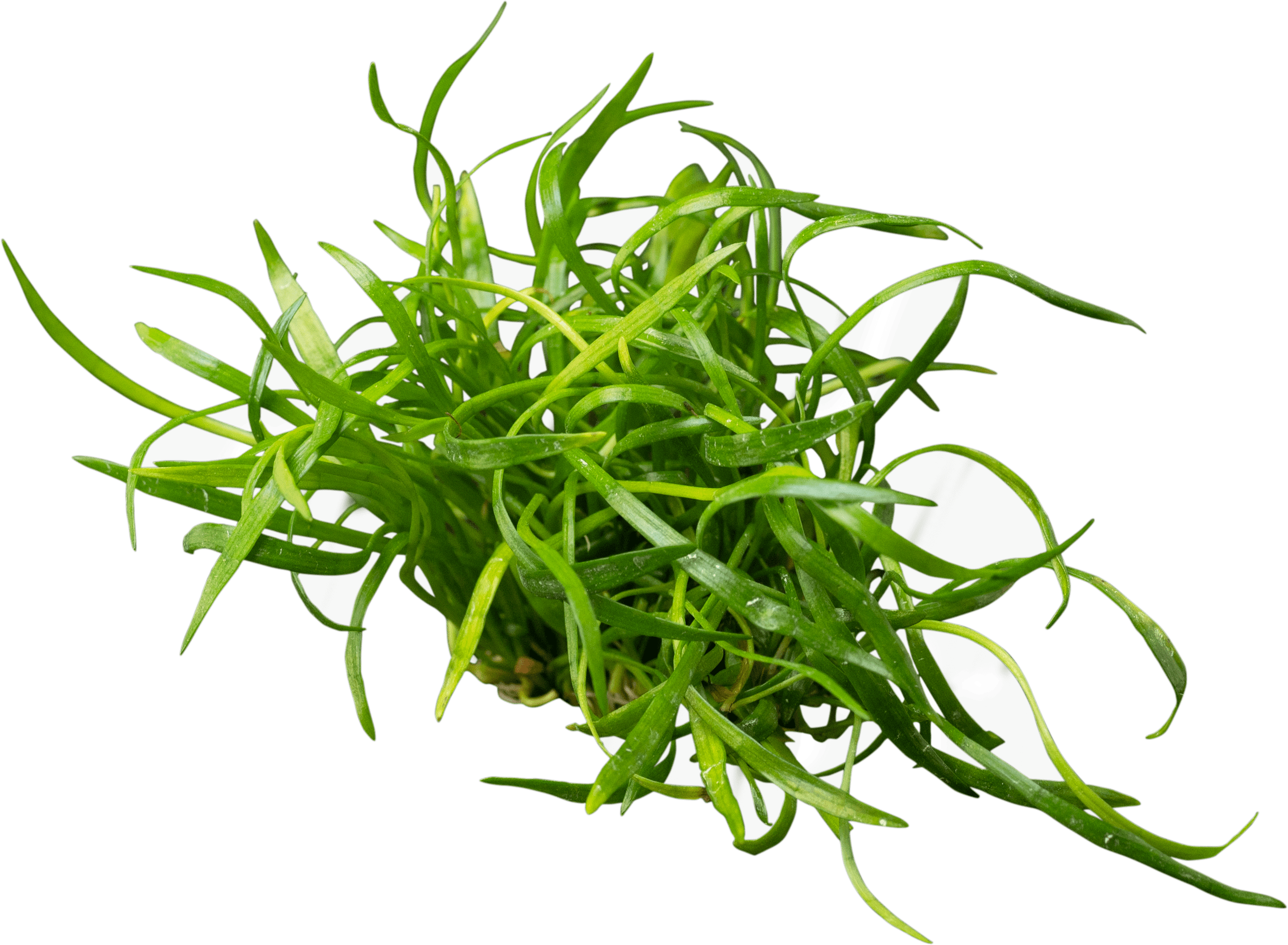 Lilaeopsis brasiliensis ( Novaezelandiae )