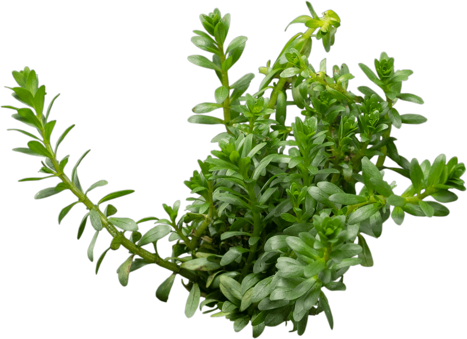 Rotala sp. 'Nanjenshan' (Boschii)