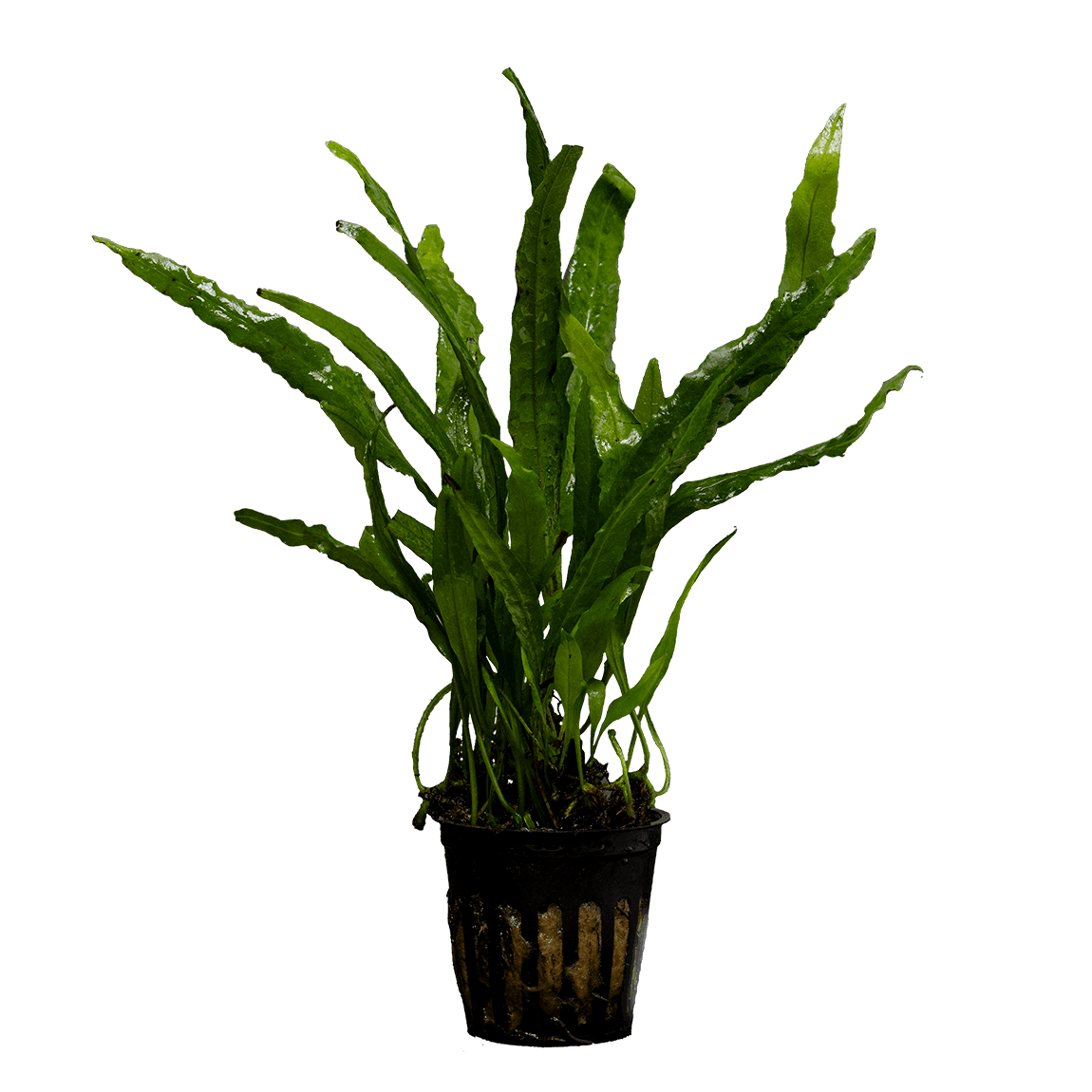 Microsorum narrow leaf