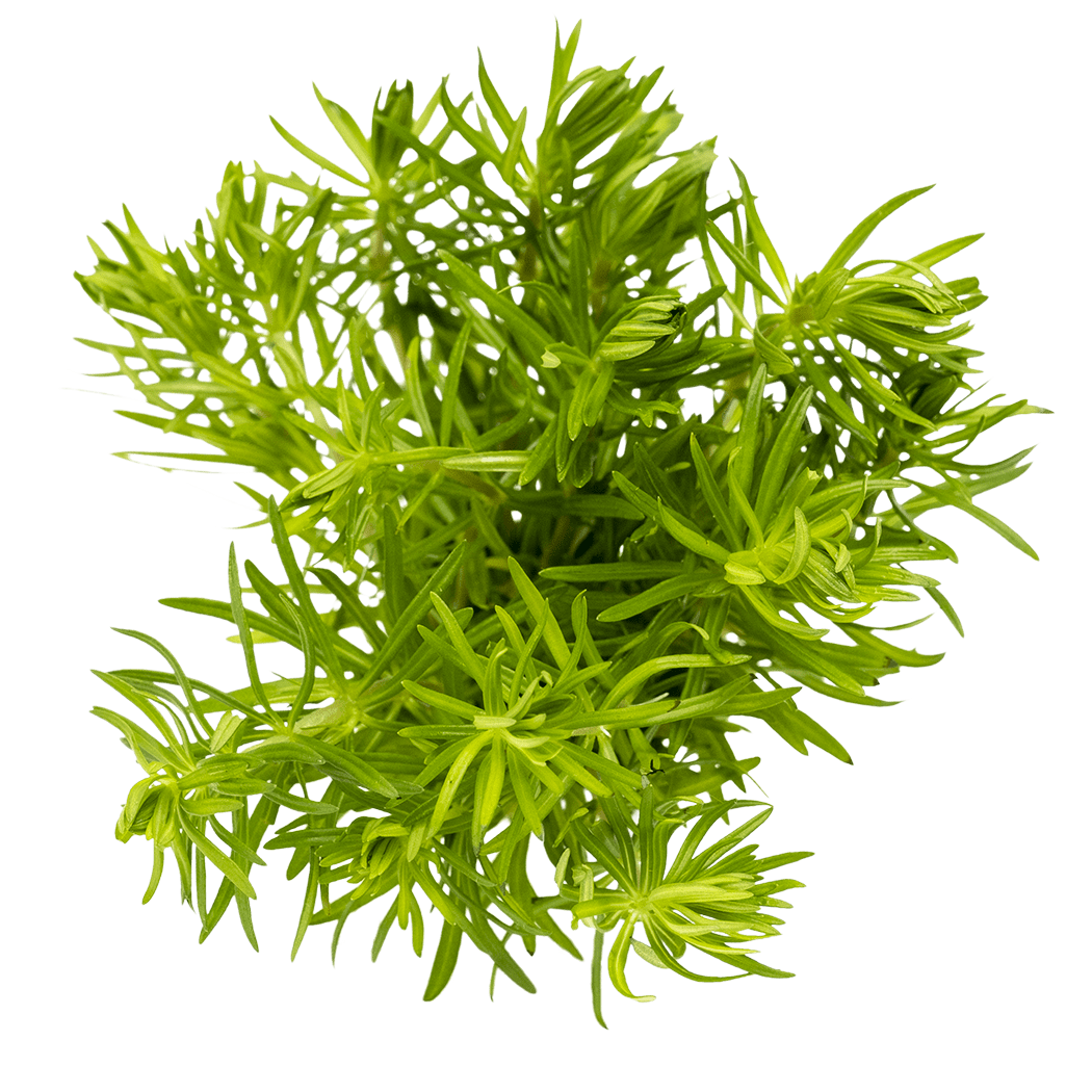 Pogostemon erectus