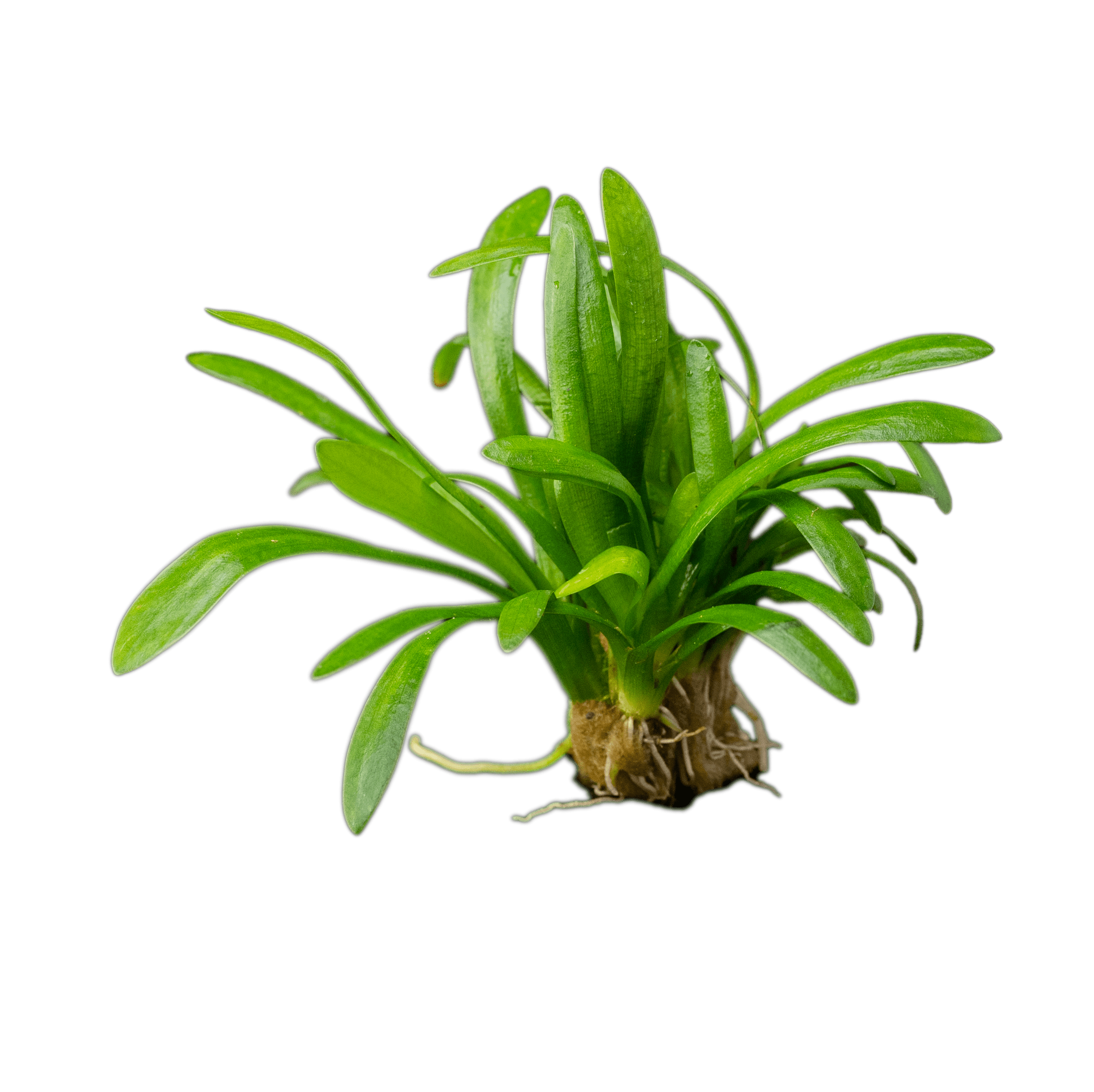 Sagittaria teres