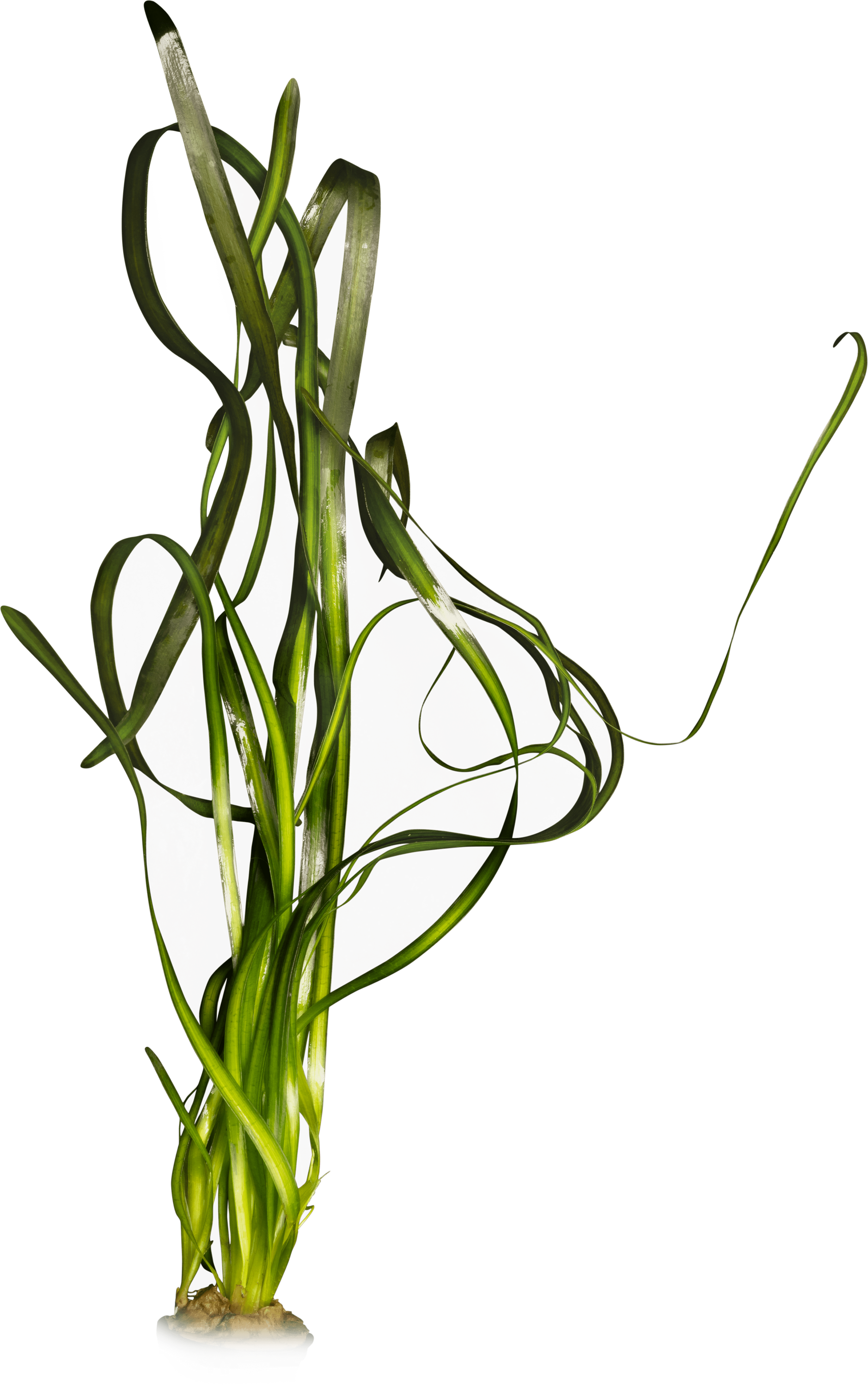 Vallisneria australis (gigantea)