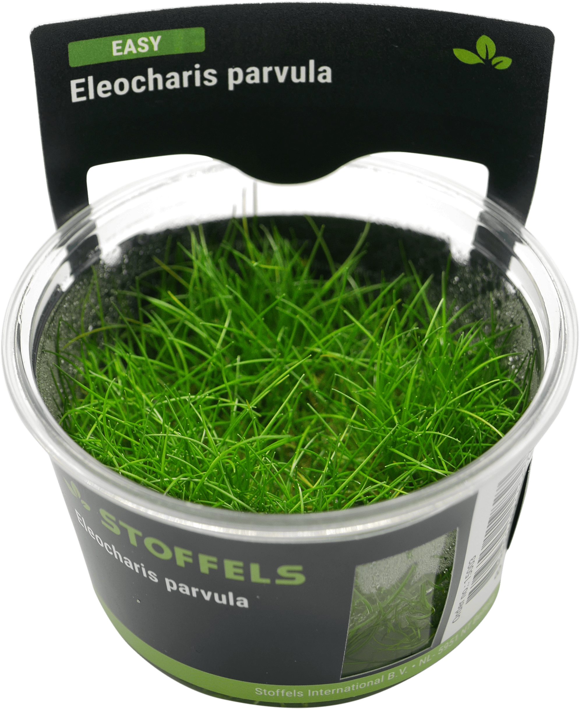Eleocharis parvula in-vitro