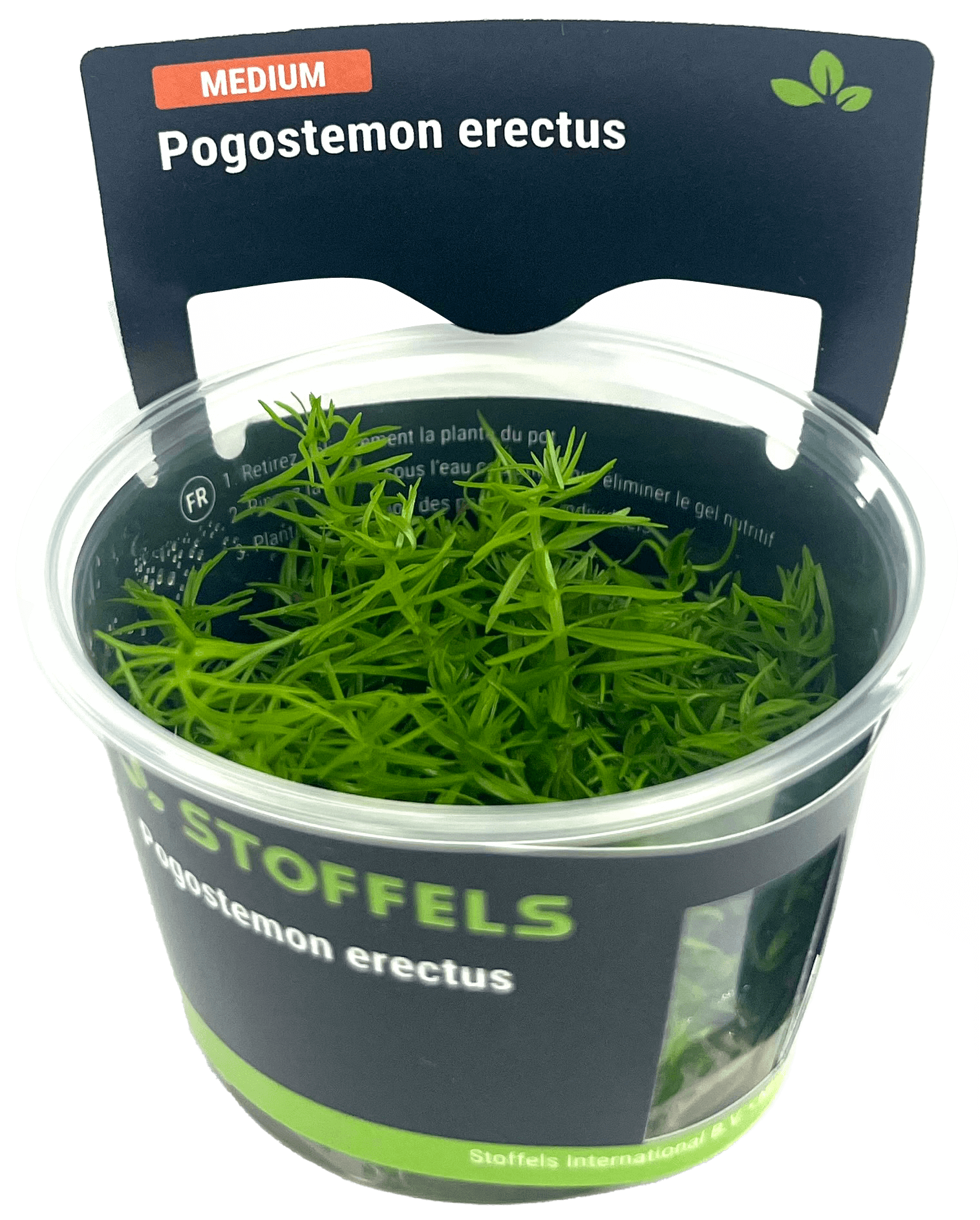 Pogostemon erectus in-vitro