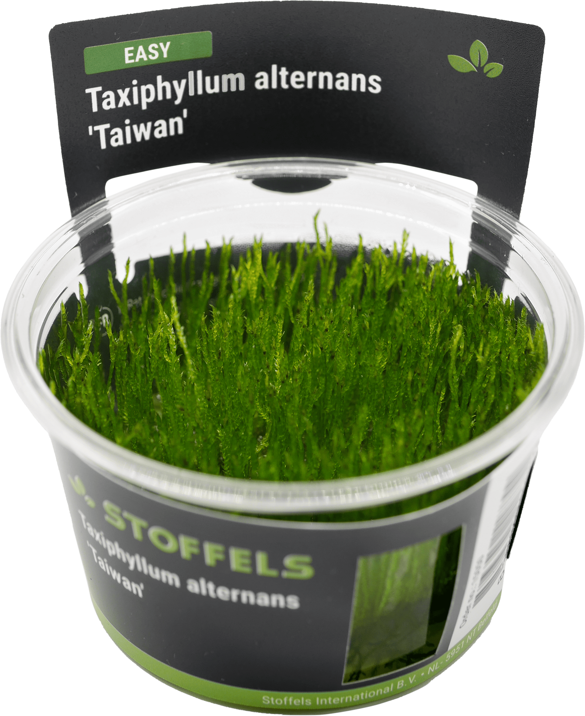 Taxiphyllum alternans in-vitro (Taiwan Moss)