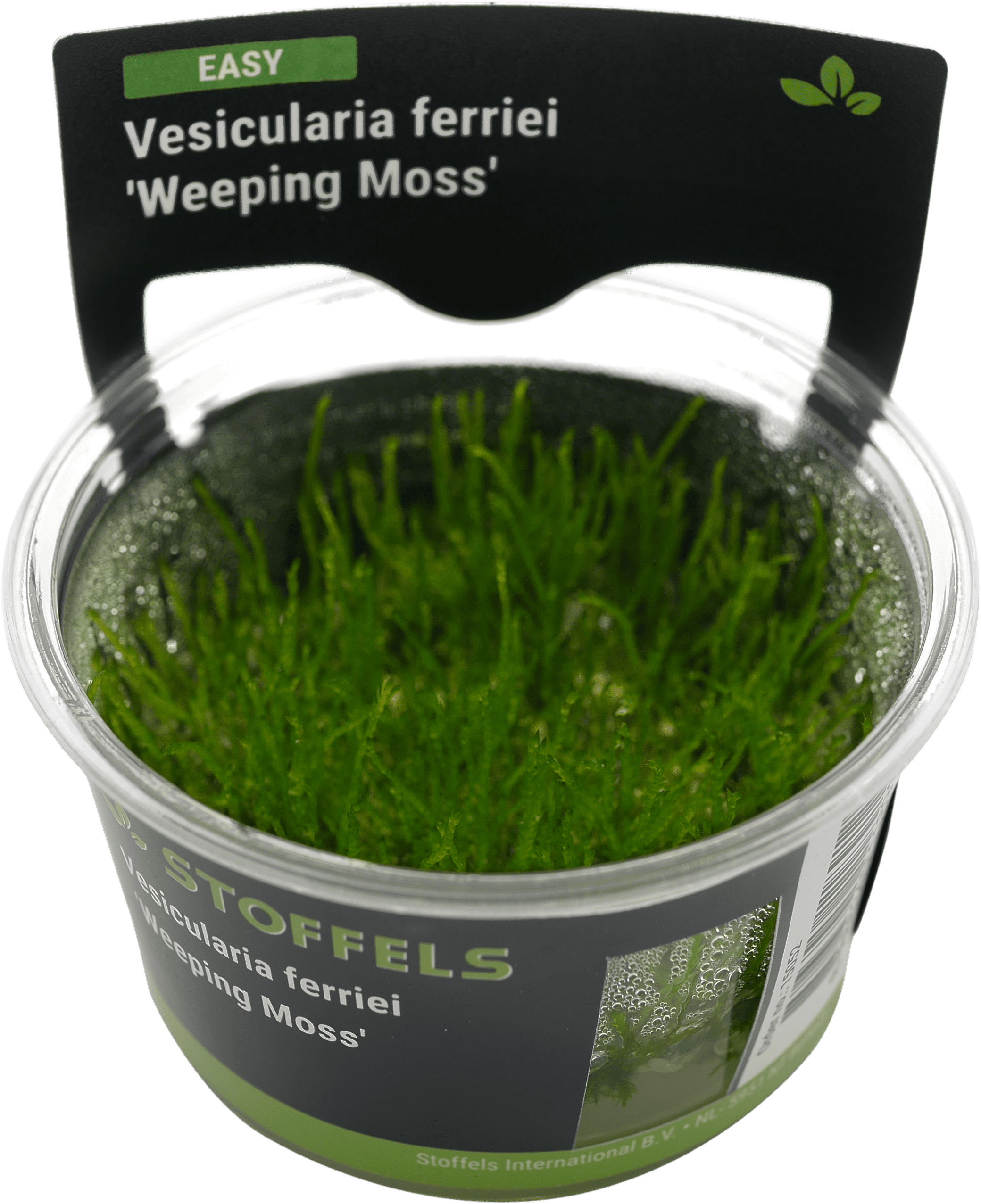 Vesicularia ferriei 'Weeping Moss' in-vitro