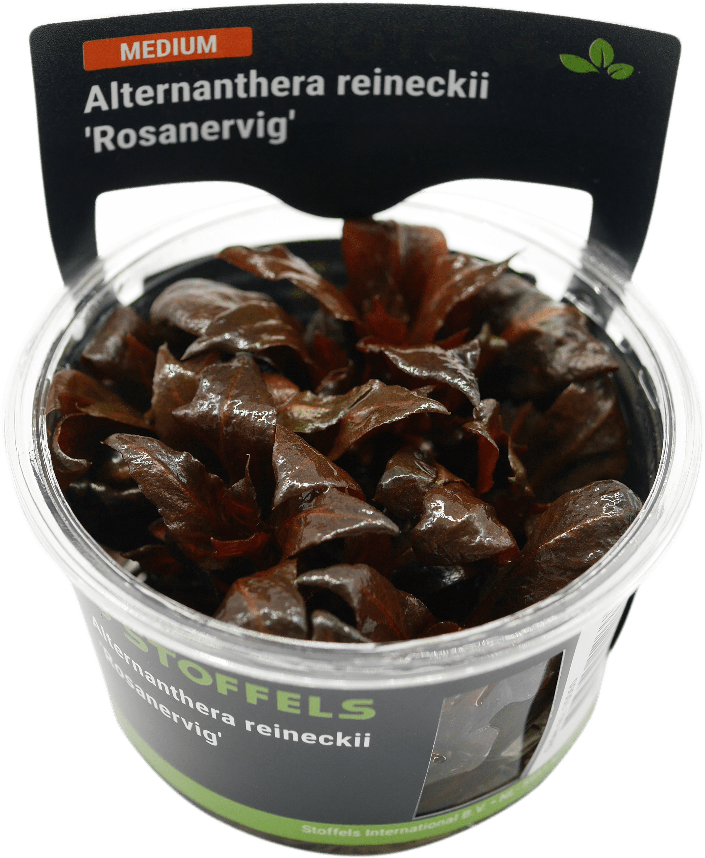 Alternanthera reineckii 'Rosanervig' in-vitro
