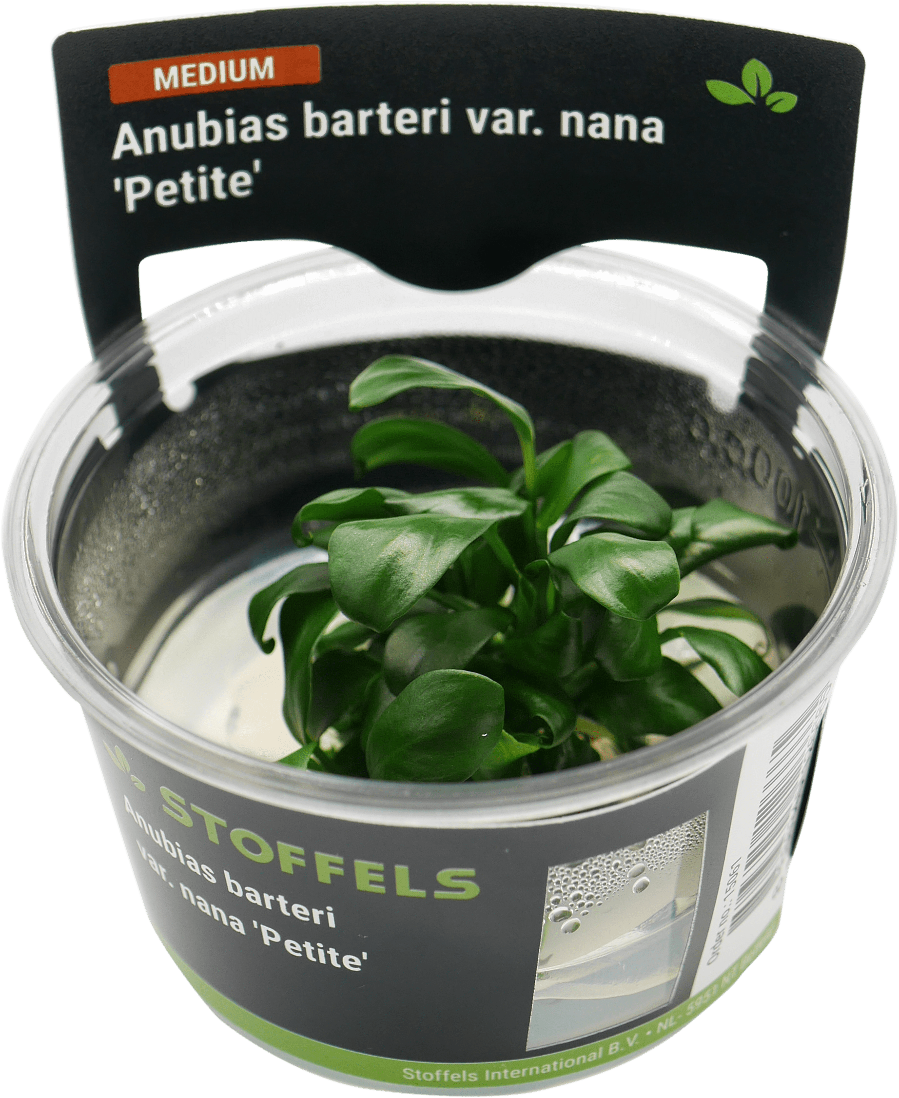 Anubias barteri 'Petite' In-vitro