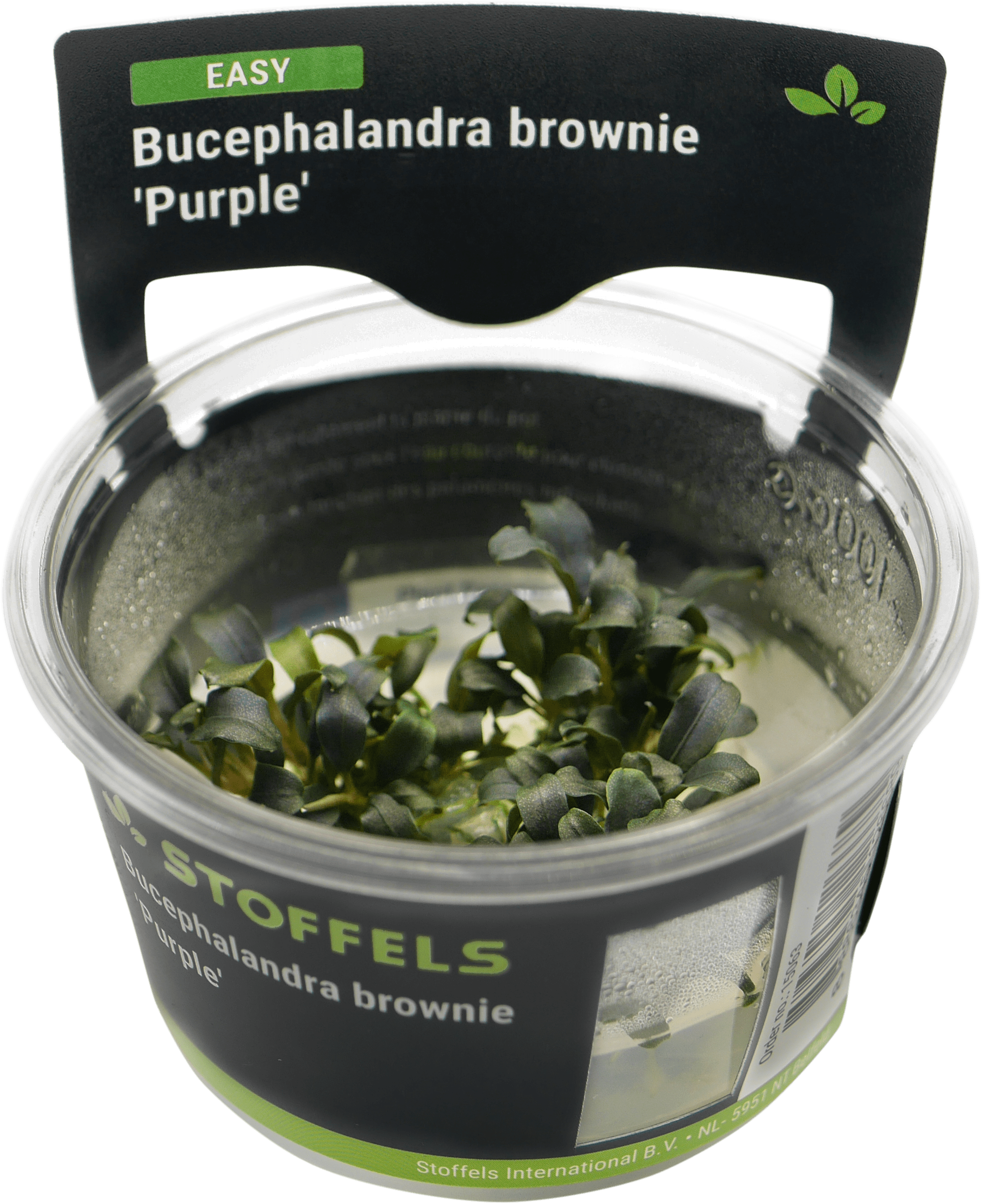 Bucephalandra brownie 'Purple' In-vitro