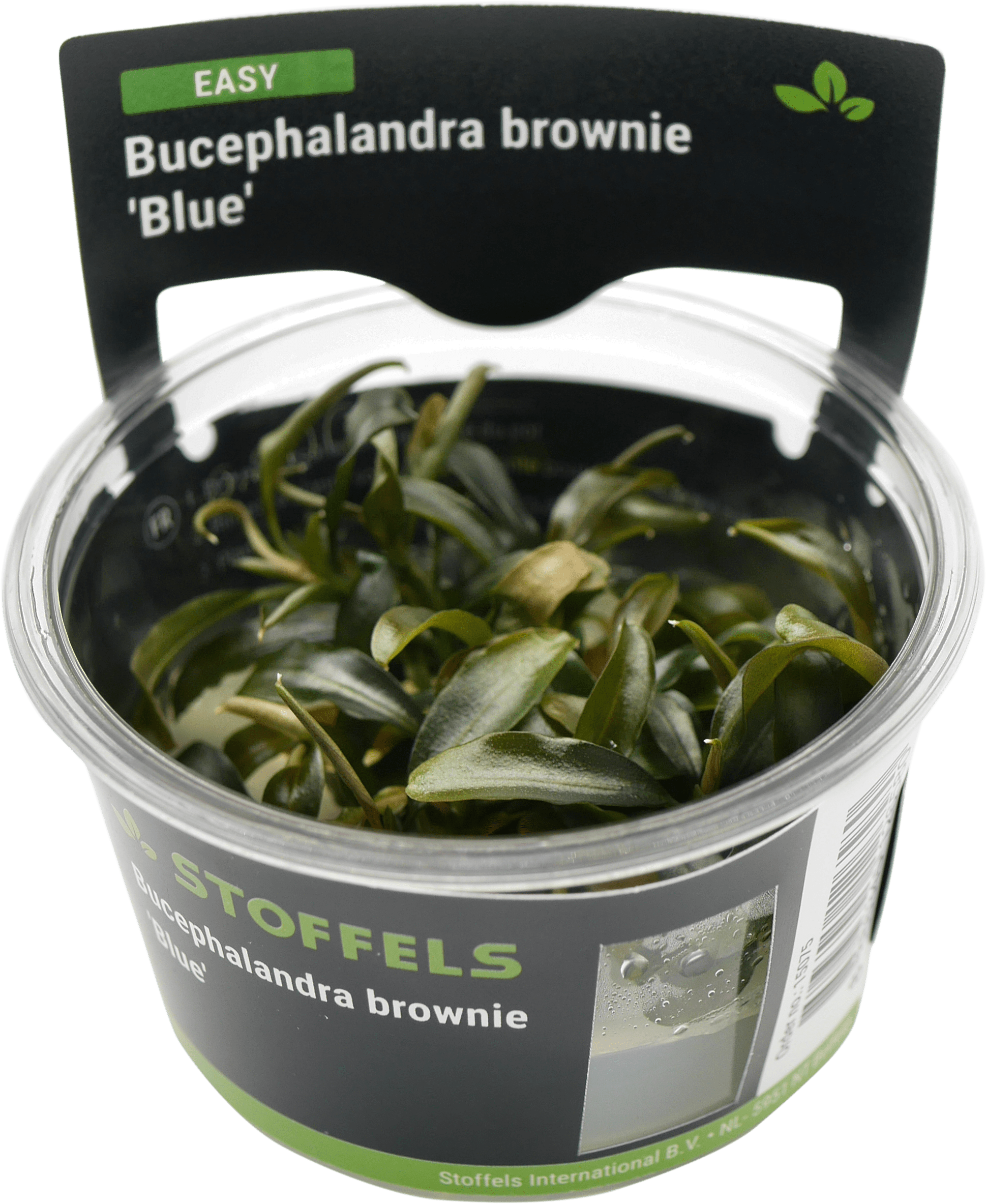 Bucephalandra brownie 'Blue' In-vitro