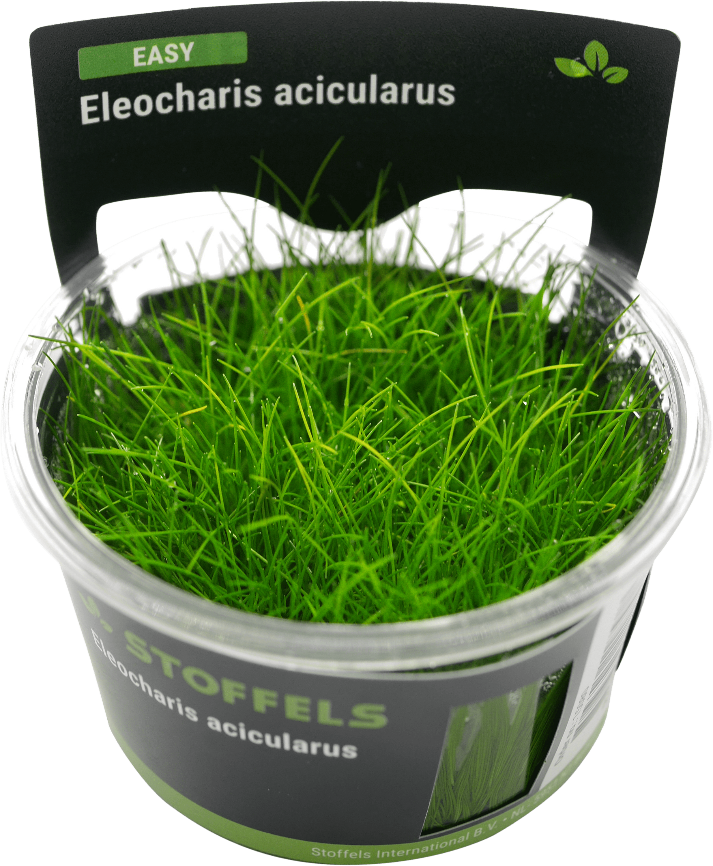 Eleocharis acicularis in-vitro
