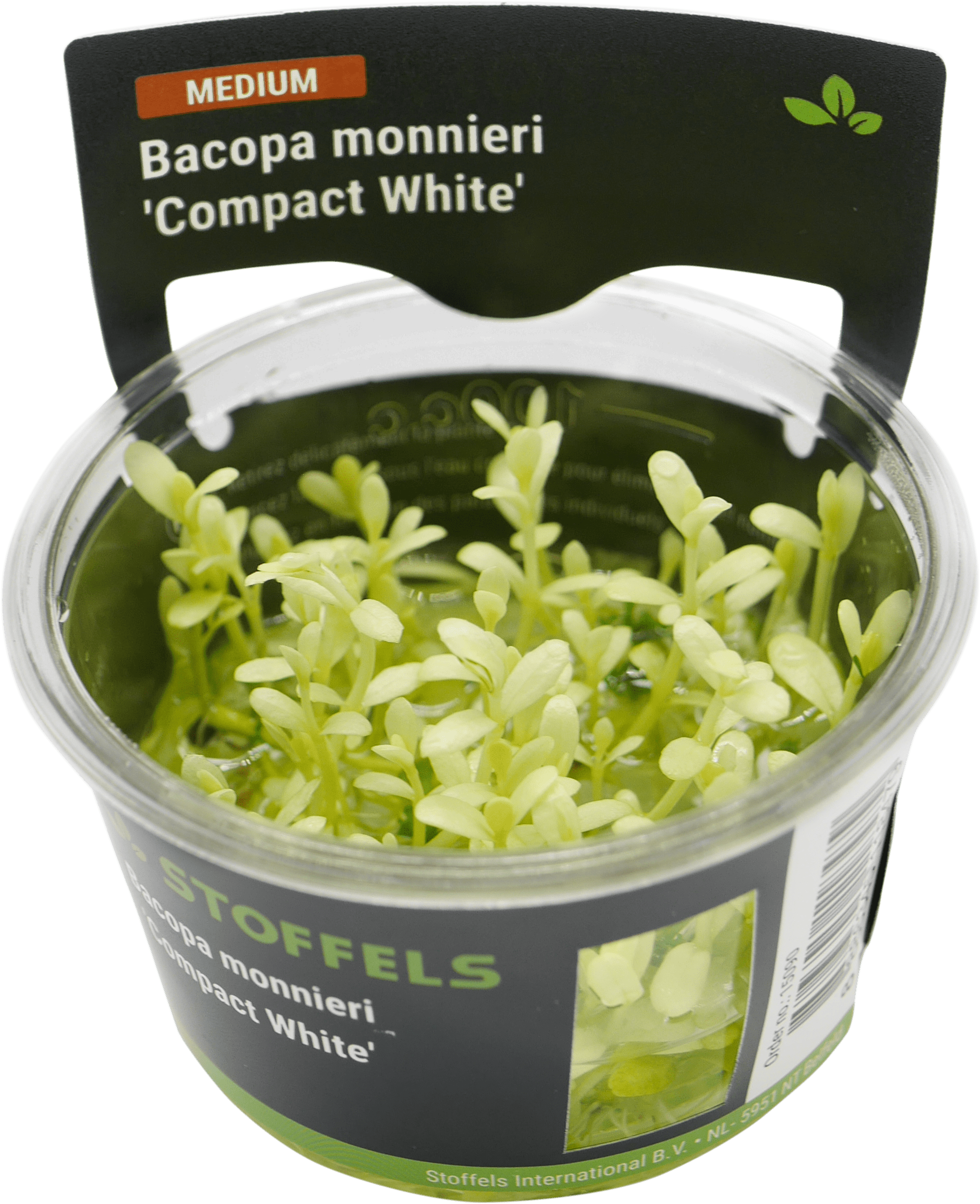 Bacopa monnieri 'Compact White' in-vitro