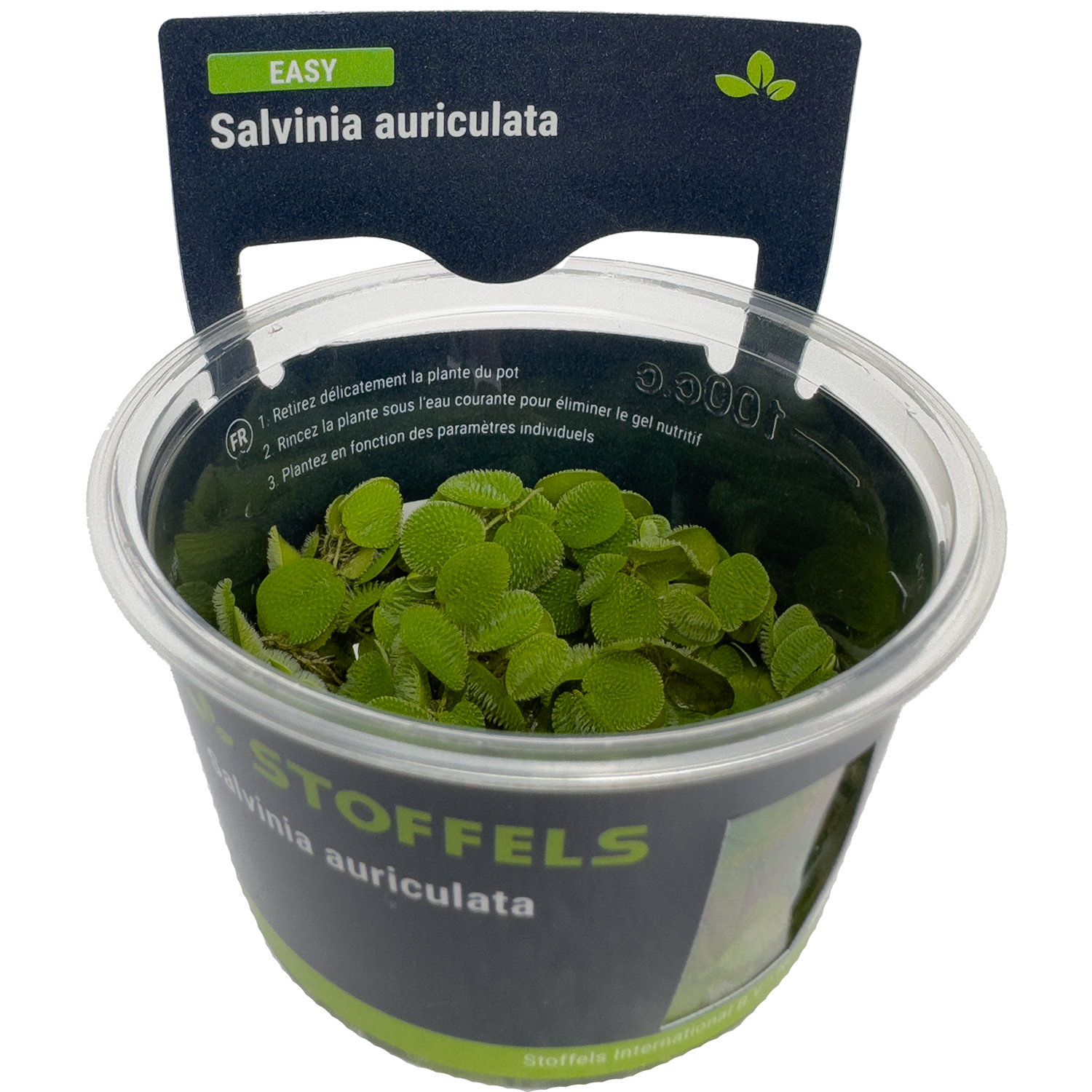 Salvinia auriculata in-vitro