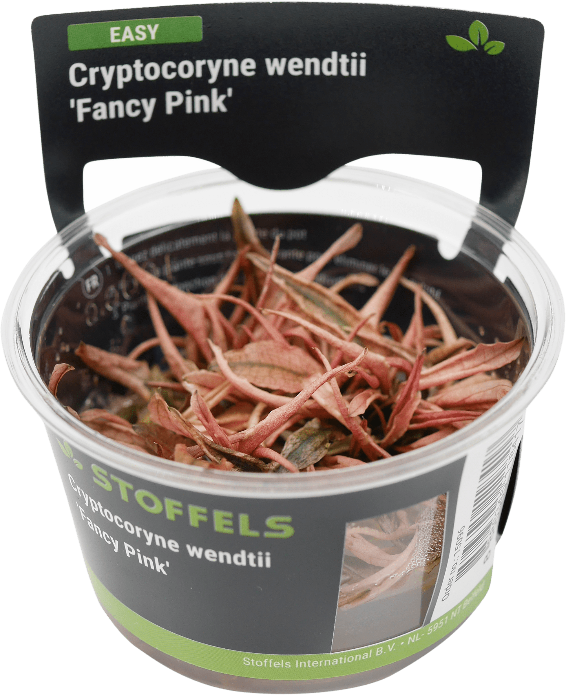 Cryptocoryne wendtii 'Fancy Pink' in-vitro