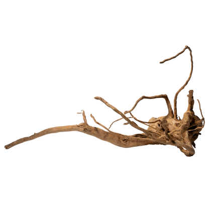 Spiderwood