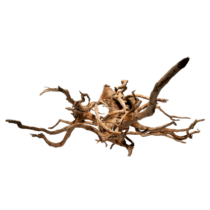 Spiderwood