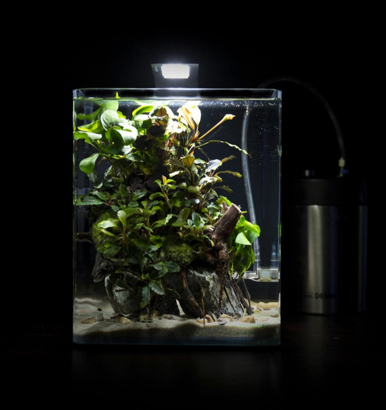 Nano Jungle