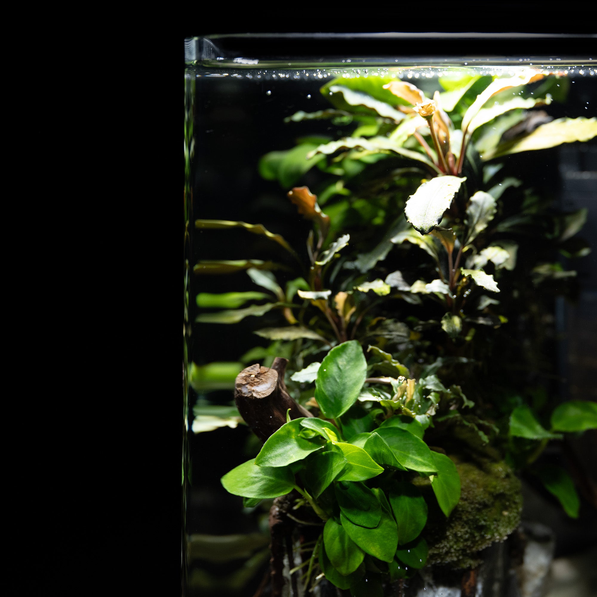 Nano Jungle