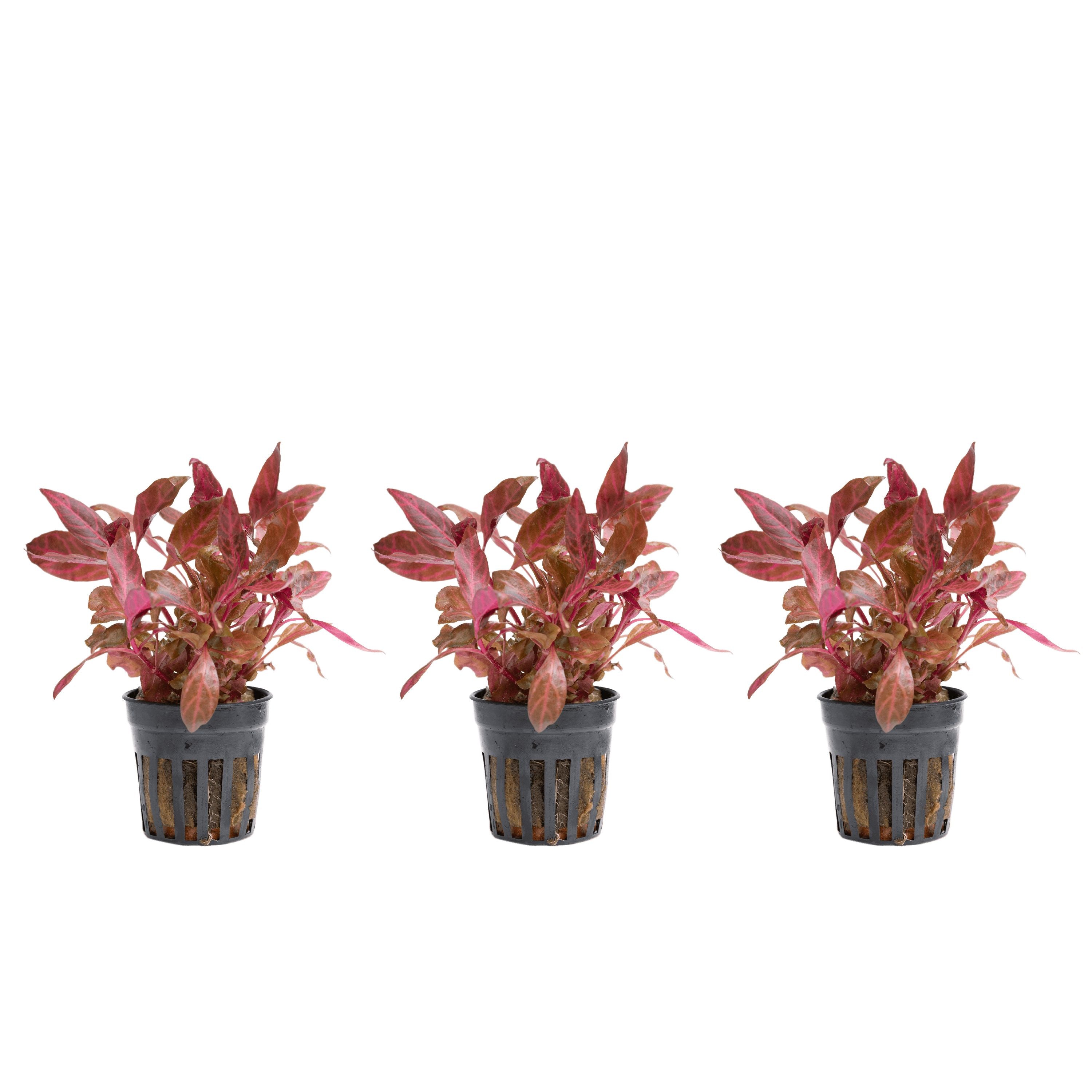 Alternanthera reineckii 'Rosanervig'