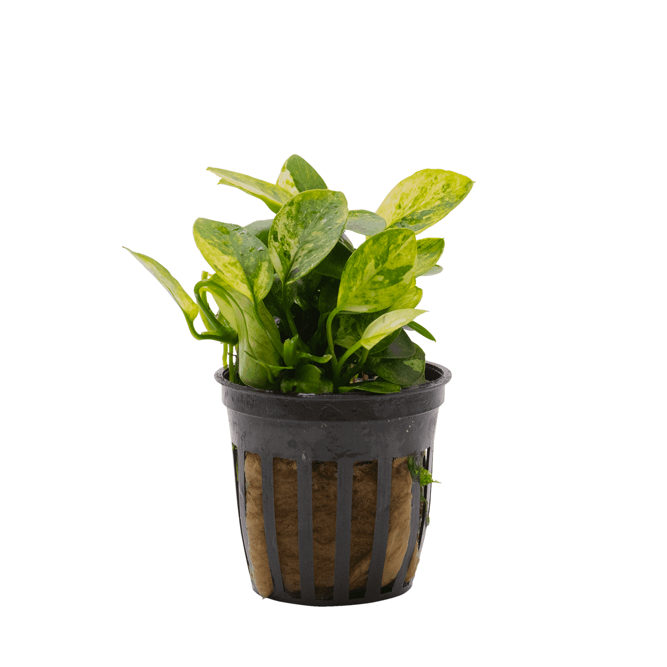 Anubias nana marble