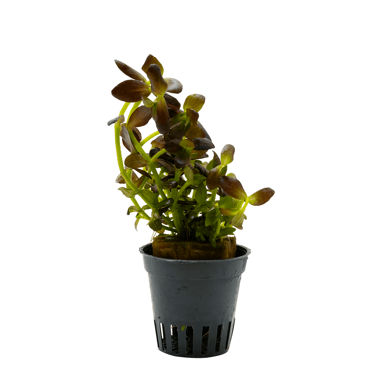 Bacopa salzmanii "Purple"