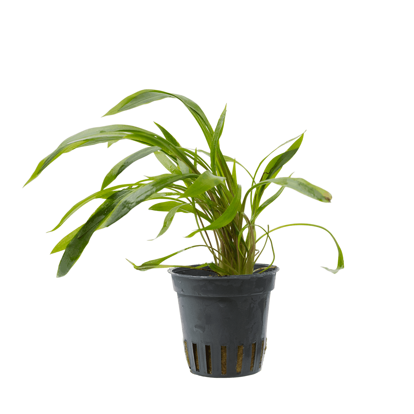 Cryptocoryne spiralis Red