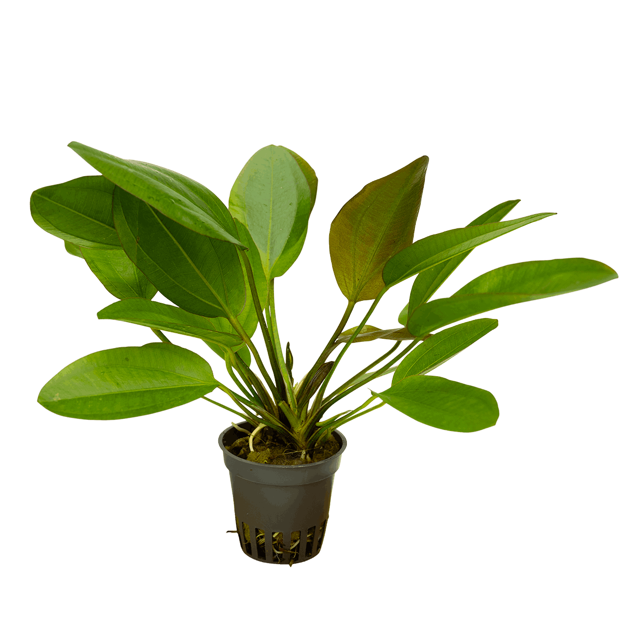 Echinodorus 'Little bear'