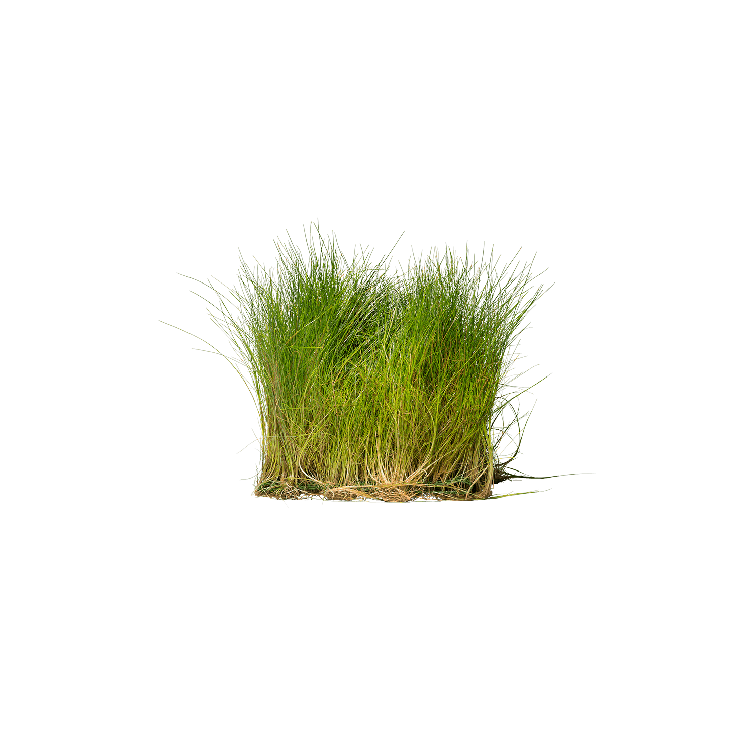 Eleocharis acicularis auf Matte