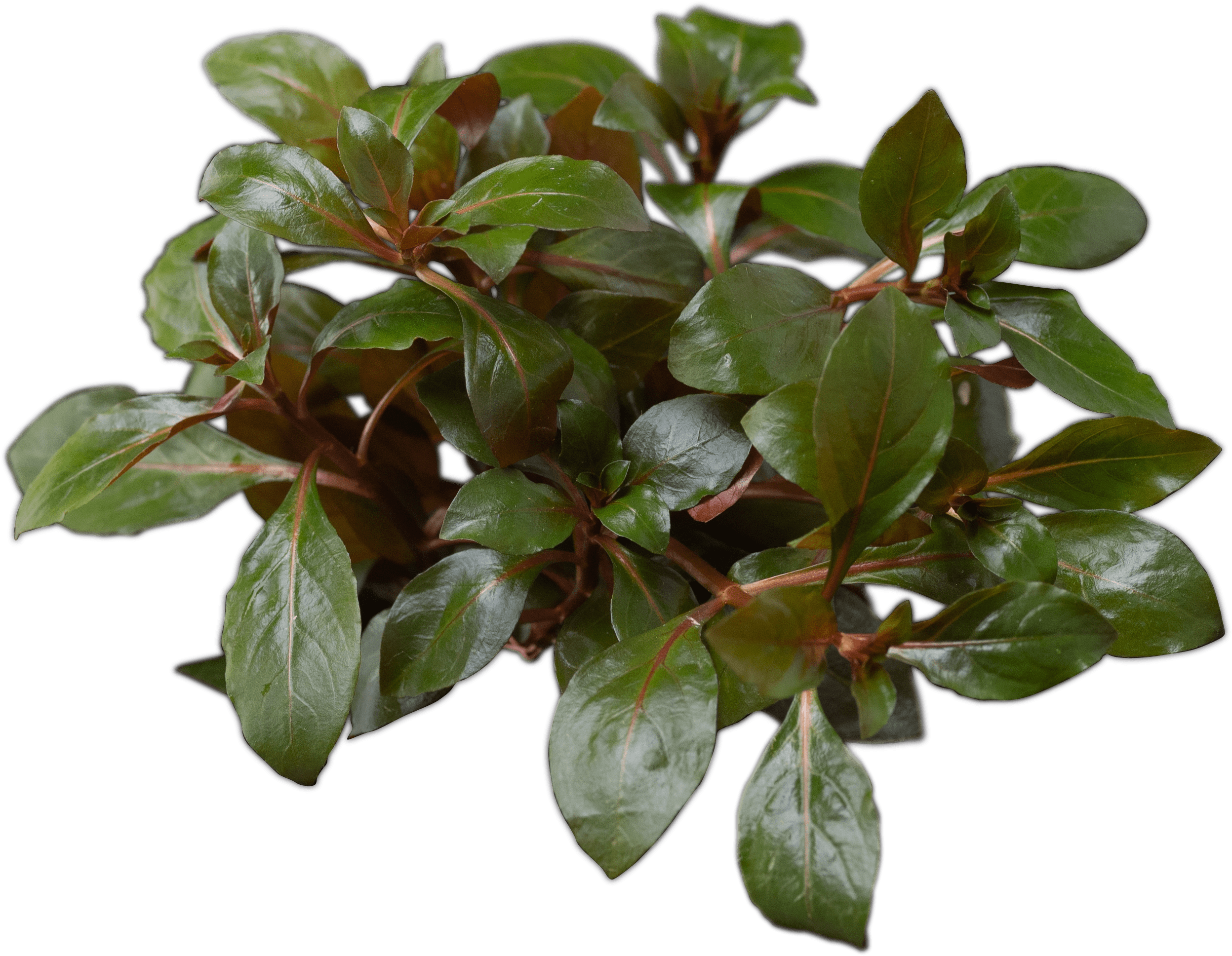 Ludwigia repens