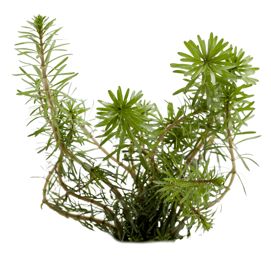 Rotala wallichii