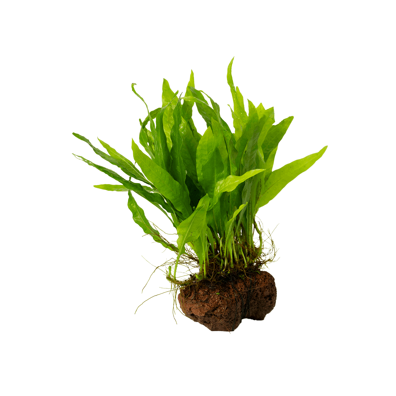 Microsorum pteropus auf Lavastein - Javafarn für Aquarien – Stoffels