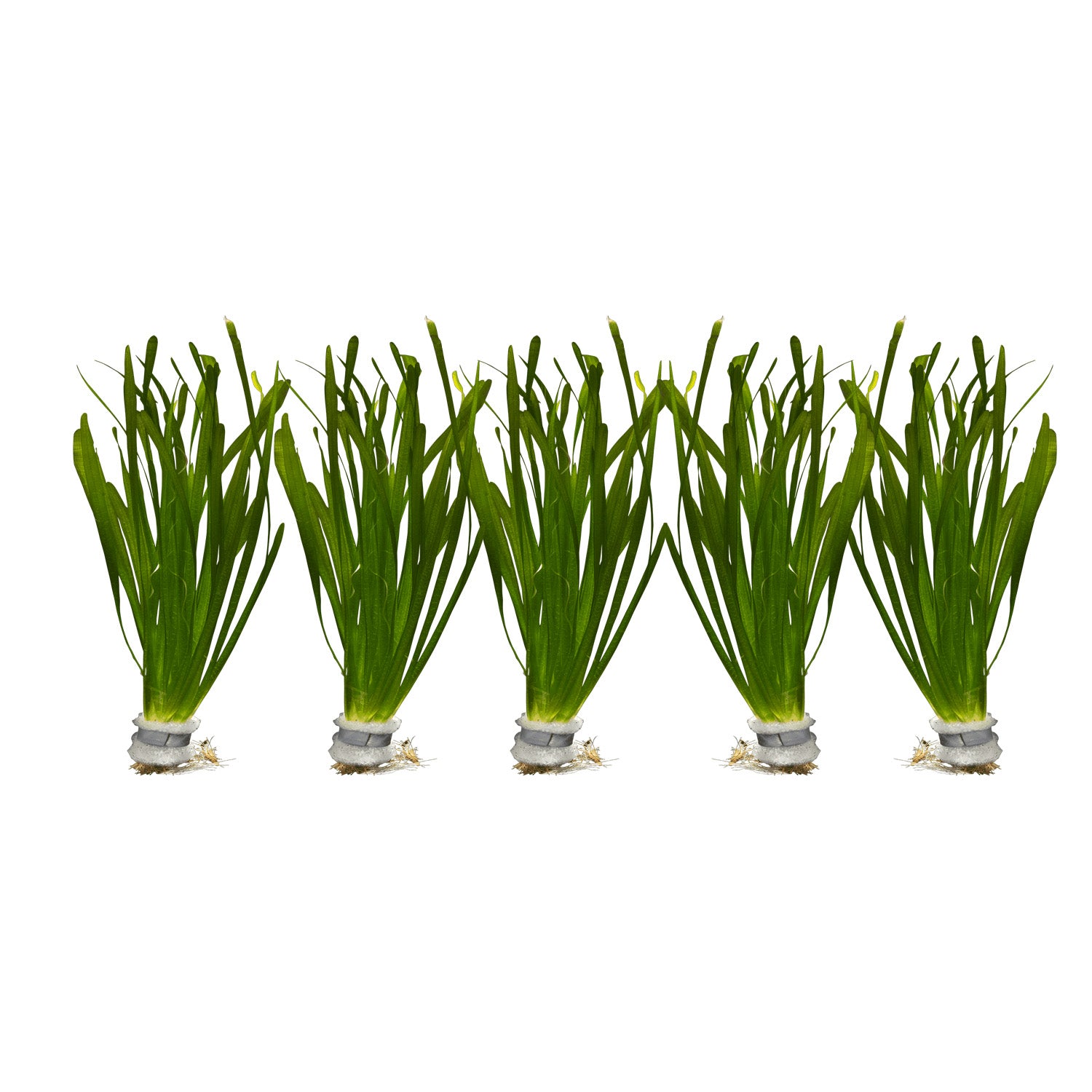 Vallisneria spiralis