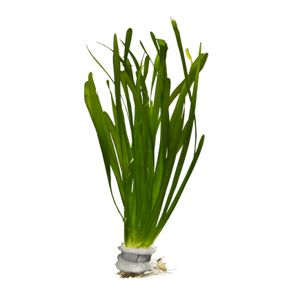 Vallisneria spiralis