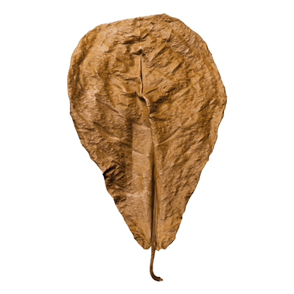 Terminalia catappa, M