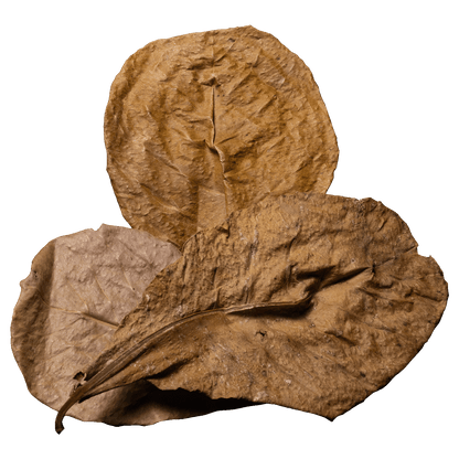 Terminalia catappa, M