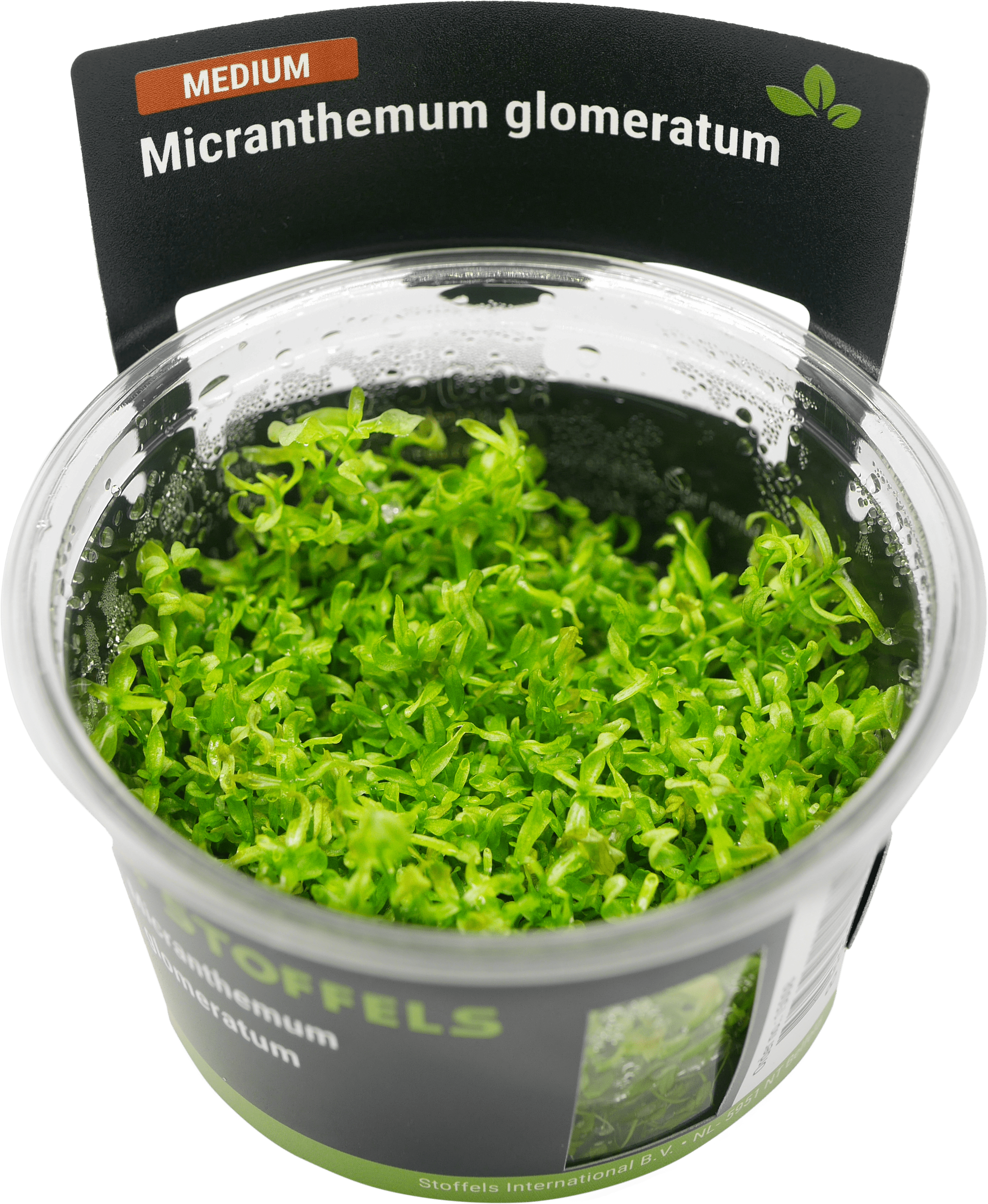 Micranthemum glomeratum in-vitro