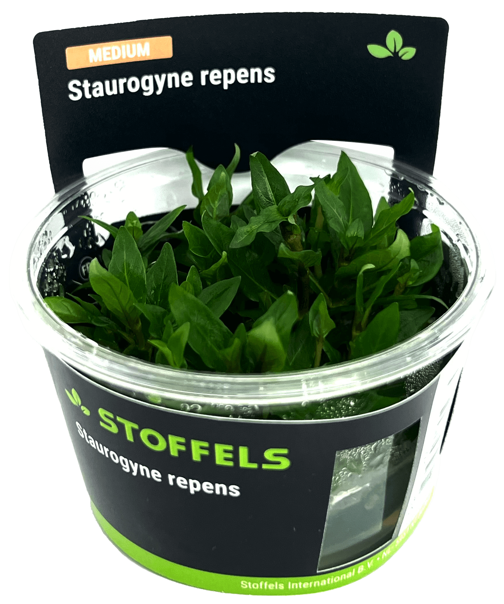 Staurogyne repens in-vitro